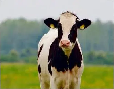 L'estomac d'un animal ruminant est composé d'(e)  poche(s)