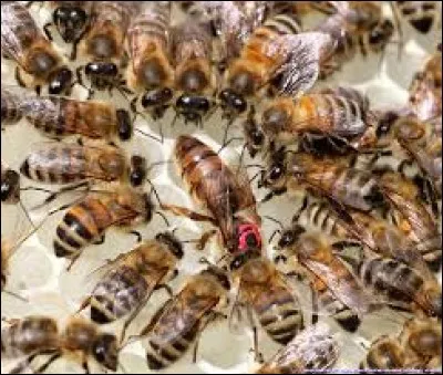 Quelle est l'espérance de vie de la reine des abeilles domestiques d'une ruche ?