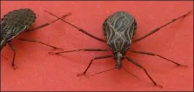 Cette bestiole est  (cf. photo)