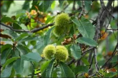 Dans la forêt, des oiseaux s'écrient : ''Maman, on a trouvé des ufs de hérisson !''. Que voient-ils sur l'arbre ?