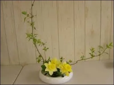 Forme définitive de l'insecte adulte, à la fin de ses métamorphoses :