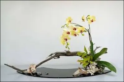 Poème japonais de 3 vers :