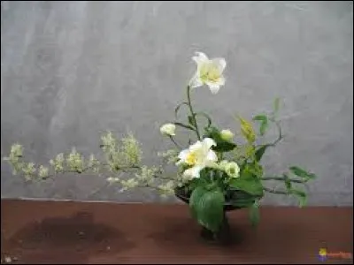 Canard migrateur, excellent plongeur des mers froides :