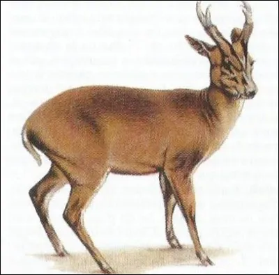 Quel est ce petit cervidé dont le cri est une sorte d'aboiement ?