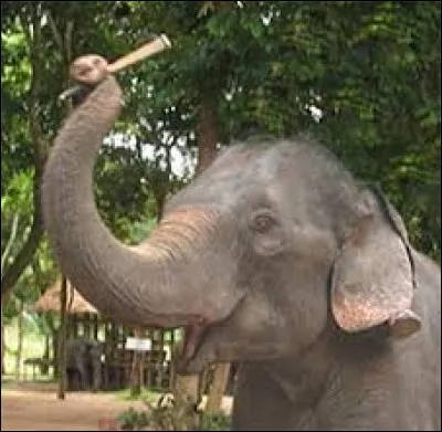 Quel est le plus gros poids qu'un homme a réussi à soulever avec son membre génital ?