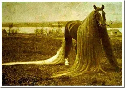 Quel est le poil pubien le plus long ?