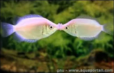 Combien de temps a duré le plus long baiser de l'histoire ?