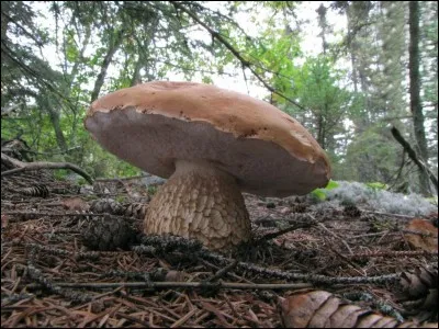 Cet appétissant champignon est-il comestible ?