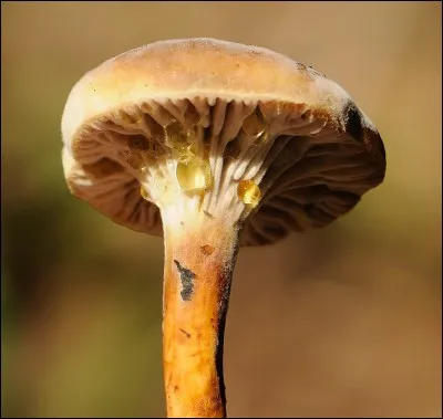 Pourrons-nous faire confiance à ce spécimen ?
Allons-nous le cueillir ?