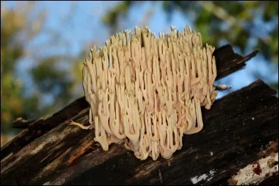 Pourrons-nous digérer ce joli champignon sans s'intoxiquer ?