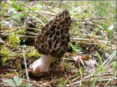 Ce spécimen à chapeau alvéolé est-il comestible ?
Qu'en dites-vous?