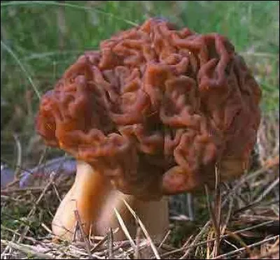 Pour finir, quelle est cette espèce ?