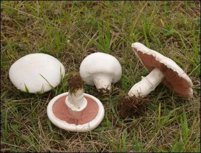 Mettrons-nous ce champignon dans le panier ?