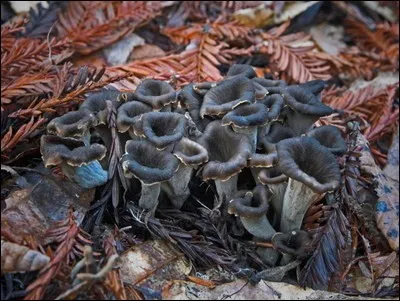 Ce champignon s'appelle une trompette des morts ; pourrons-nous nous en faire un bon repas ?