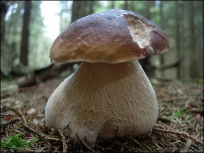 Allons-nous déguster ce champignon à très gros pied ?