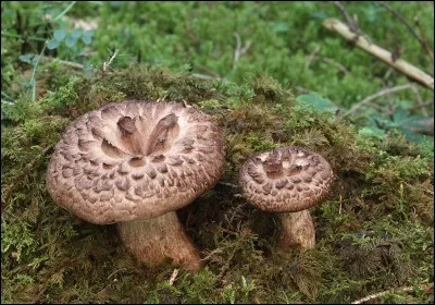 Mais quel est ce champignon avec (en indice) des aiguillons sous son chapeau ?