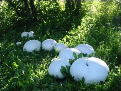 Ce gros champignon est-il convenable pour se faire une bonne omelette ?