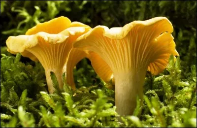 Ce champignon peut-il nous aider à rendre intéressante la cueillette ?
