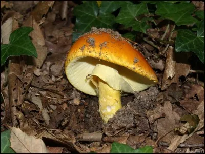 C'est une amanite. Est-elle comestible ?