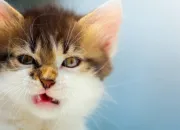 Quiz Connais-tu bien Romo Elvis ?
