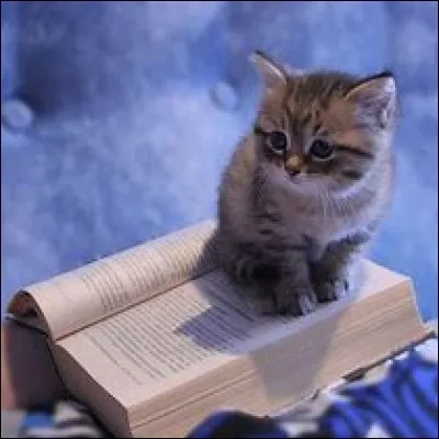 Qui est la meilleure amie de Feuille de Houx ?