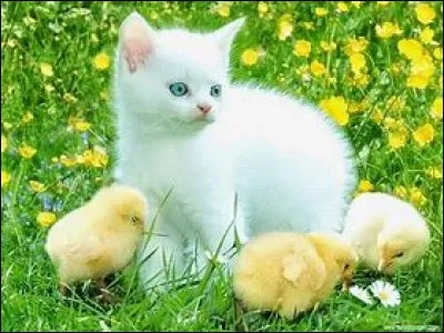 Comment s'appellent les chatons de Millie, Chipie et Fleur de Bruyère dans le cycle 3 ? (Leurs petits qui sont partis de la pouponnière avant Vison ne comptant pas)