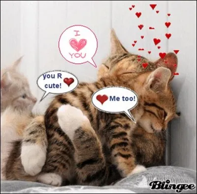 Quels chatons naissent dans Soleil Levant ?