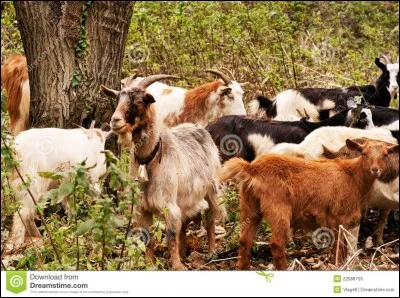 Combien d'animaux a-t-elle ?