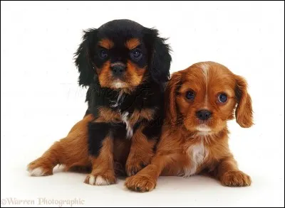 Le nom "Cavalier King Charles" vient de..