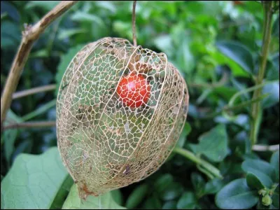 Quel est l'autre nom du physalis ?