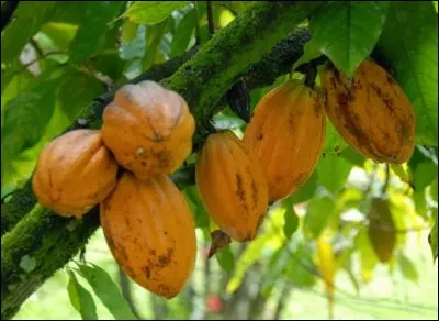 Quel nomme donne-t-on au fruit du cacaoyer ?
