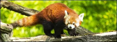 Et enfin, quel est cet animal ?