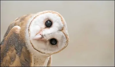 Quel est cet animal ?