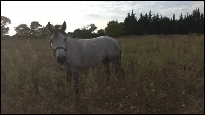 Et pour finir, tu serais un cheval...