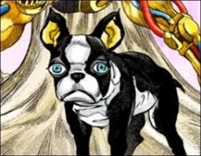 Combien de chiens meurent dans Stardust Crusaders ?