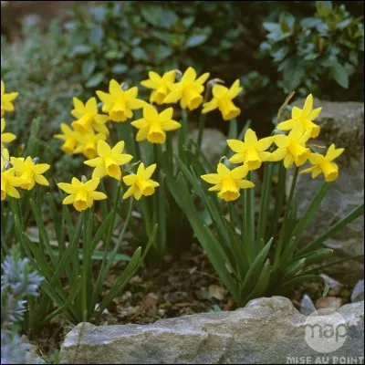 En quelle fleur portant son nom fut transformé le jeune homme amoureux de son reflet ?
