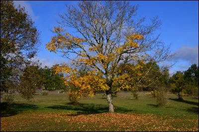 Quel type d'arbres perd toutes ses feuilles lors d'une période de sommeil comme l'hiver ?