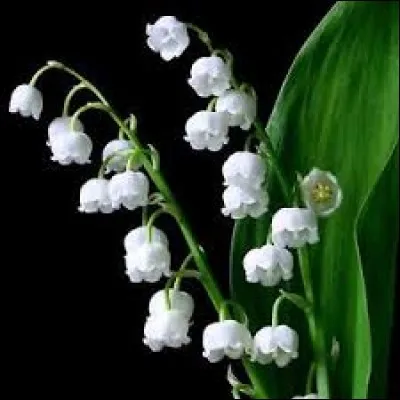 La fête de Muguet.