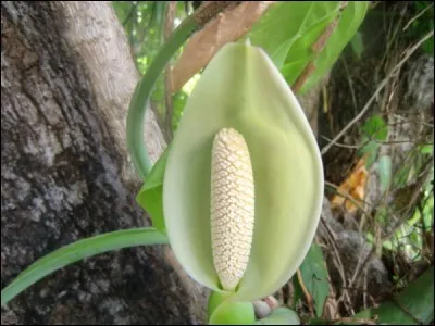 Comment appelle-t-on le fruit du faux philodendron, savoureusement comestible ?