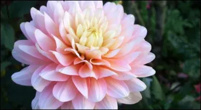 Quelle est cette plante à racines tuberculeuses ?