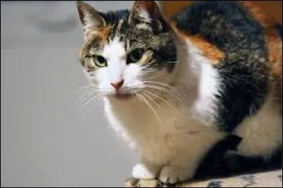 Je suis gluant, collant et sucré. Qui suis-je ?