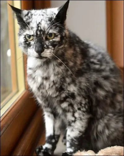 Je suis un insecte coloré, qui vole et qui a des antennes. Qui suis-je ?