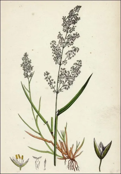 Quelle est l'exposition de l'Agrostis alba ?