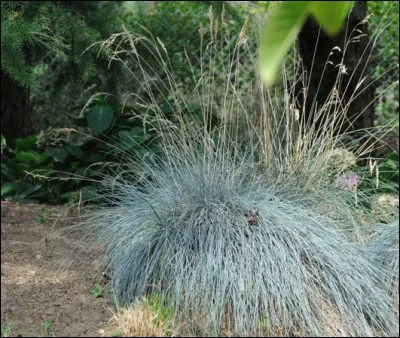 Quelle est la résistance au piétinement de la fétuque Durette (Festuca longifolia) ?