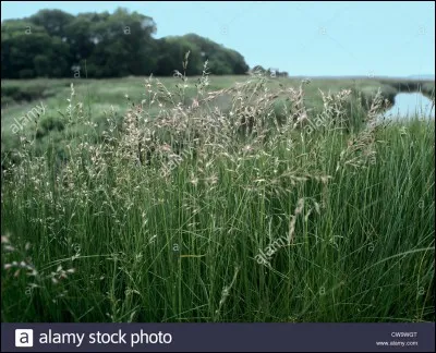 Quelle est la résistance à la sécheresse et aux chaleurs élevées de la Festuca rubra ?