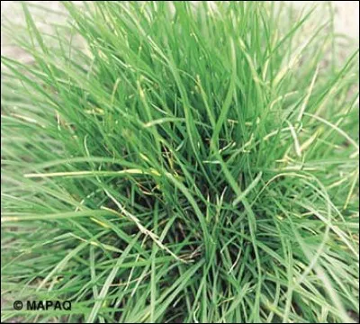 Quelle est la zone de rusticité de l'ivraie vivace ?