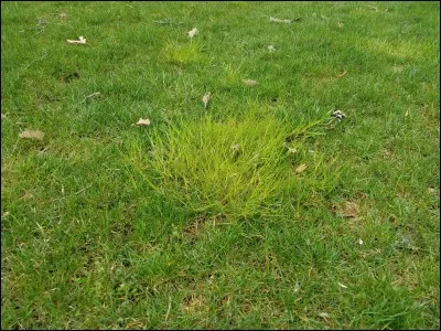 Quelle est l'exposition du pâturin rude ?