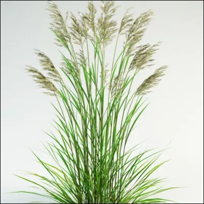 Quel est le système racinaire de la Festuca arundinacea ?