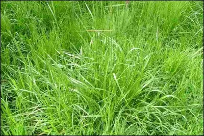 Quelle est la résistance au piétinement de la fétuque élevée ?