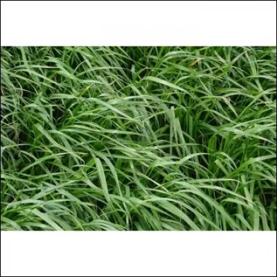 Quelle est la résistance à la sécheresse et aux chaleurs élevées de la Festuca rubra commutata ?